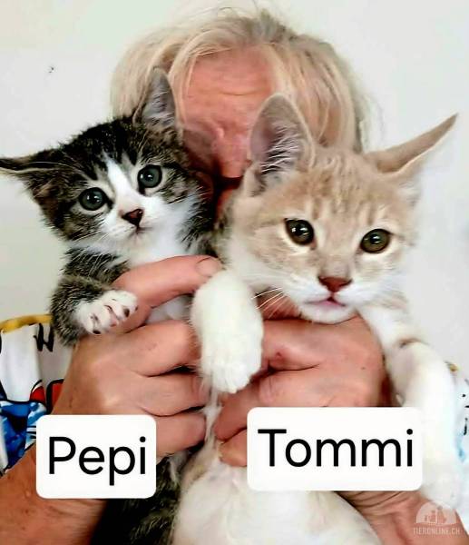 Katzen Ausland