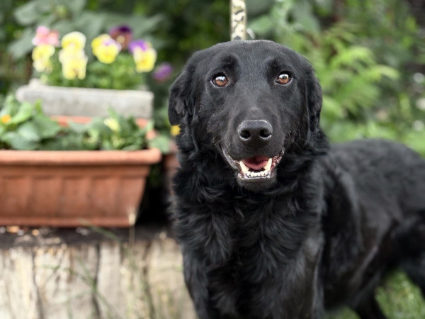 Valton, Mix – Hund zur Adoption im Kanton Zürich