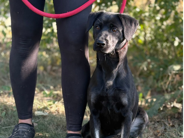 Pucor, Mix – Hund zur Adoption im Kanton Zürich