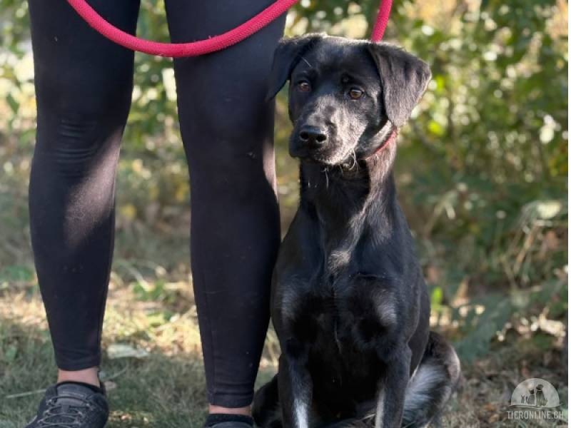 Hunde Schweiz