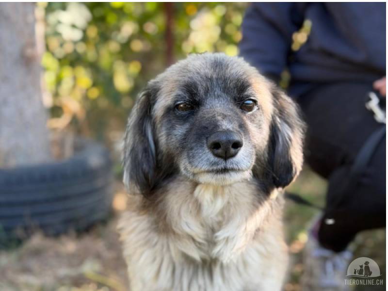 Hunde Schweiz