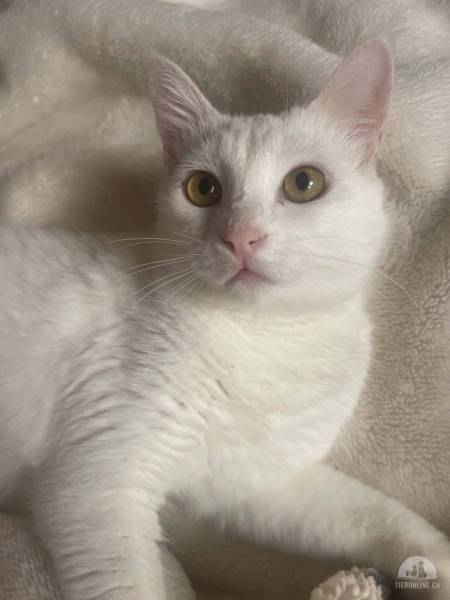 Katzen Ausland