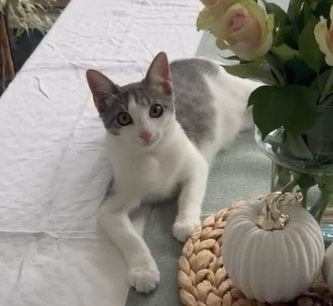 Verzichtsbüsi, EHK – Katze zur Adoption in Bubikon (ZH)