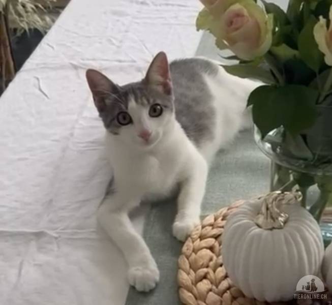 Katzen Schweiz