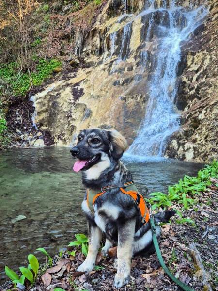 Hunde Schweiz