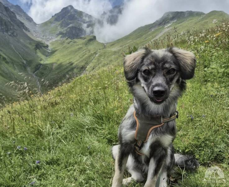 Nala sucht ihre neue Familie