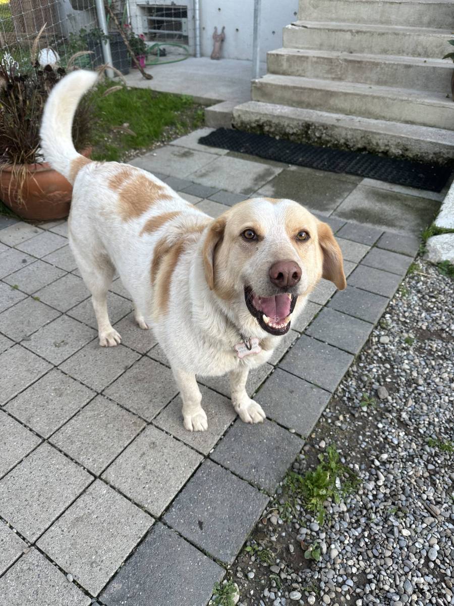Thor, Labrador Mix – Hund zur Adoption in Kradolf (TG)