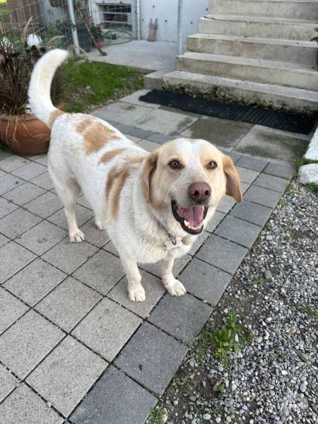 Hunde Schweiz