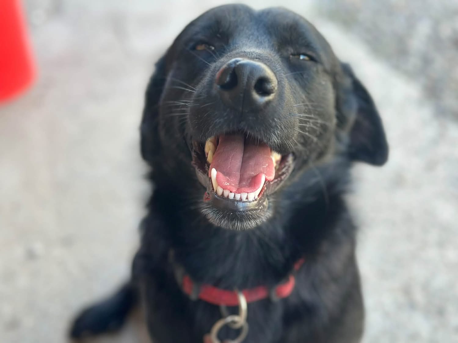 Jaro, Mischling – Hund zur Adoption in Kradolf (TG)