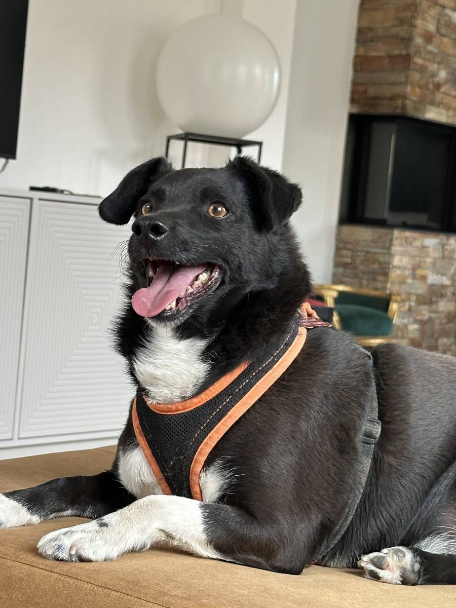 Orin, Mischling – Hund zur Adoption in Kradolf (TG)
