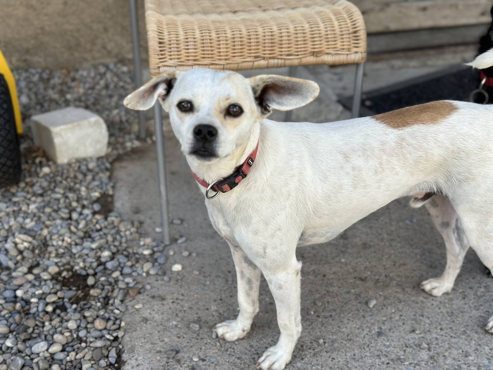 Fynn, Mischling – Hund zur Adoption in Steinebrunn (TG)