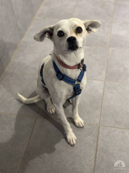 Hunde Schweiz