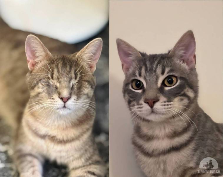 Katzen Ausland