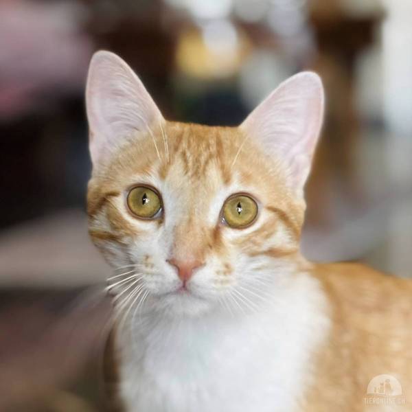 Katzen Ausland