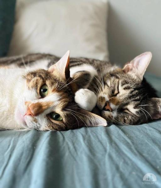 Katzen Ausland