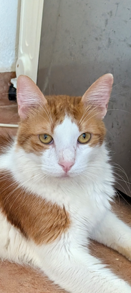 Katzen Ausland