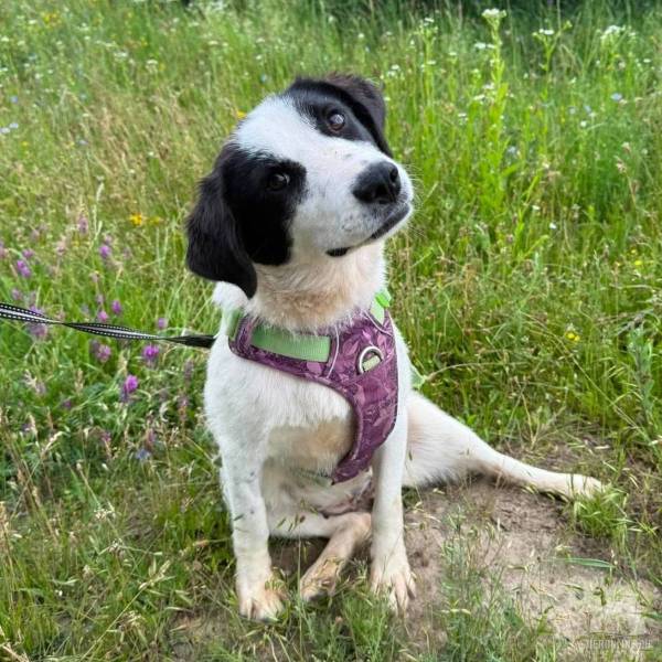 Hunde Ausland