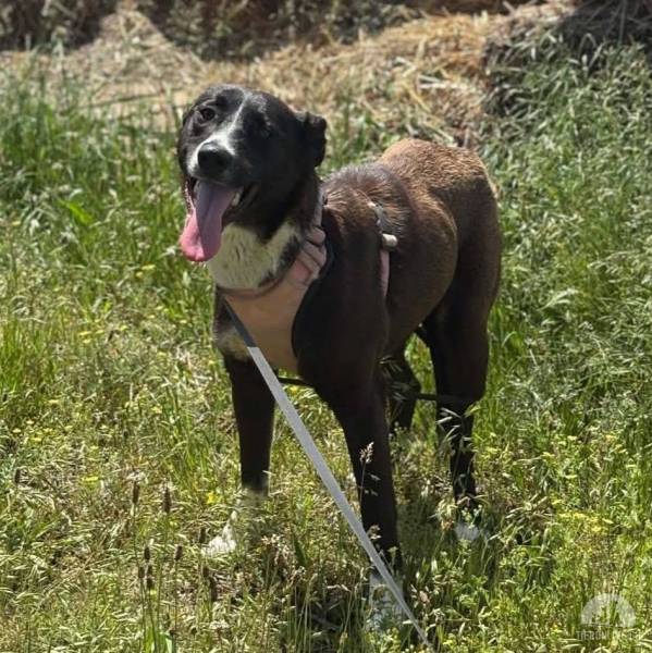 Hunde Ausland