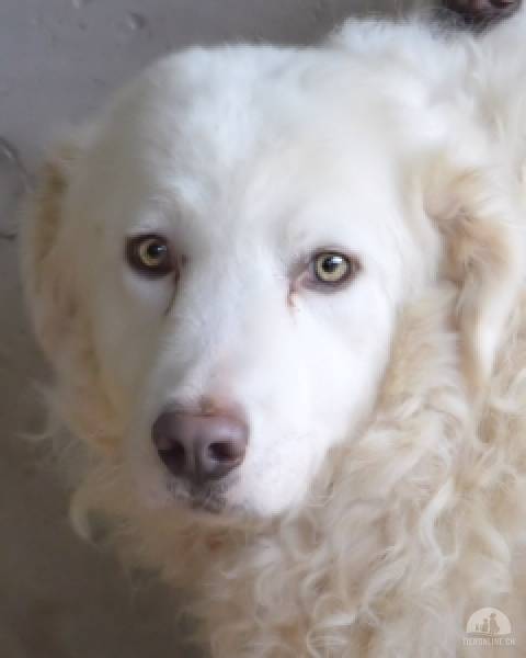 Hunde Ausland