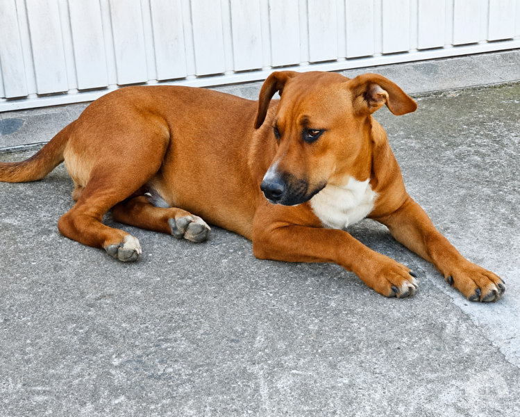Hunde Ausland