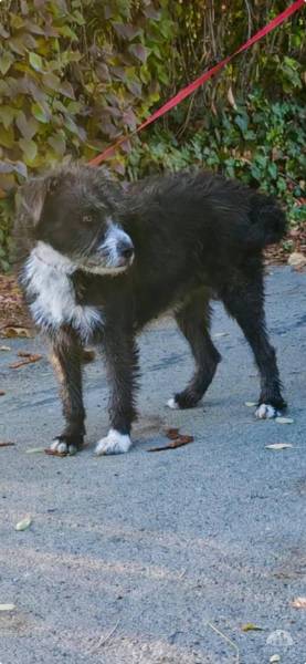 Hunde Ausland