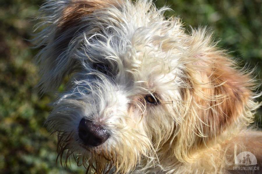 Hunde Ausland