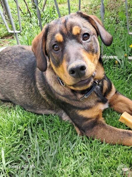 Hunde Ausland
