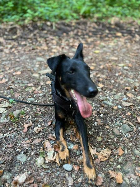 Hunde Schweiz