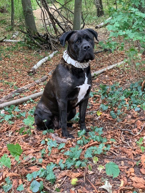 Taira, Cane Corso – Hund zur Adoption im Kanton Bern