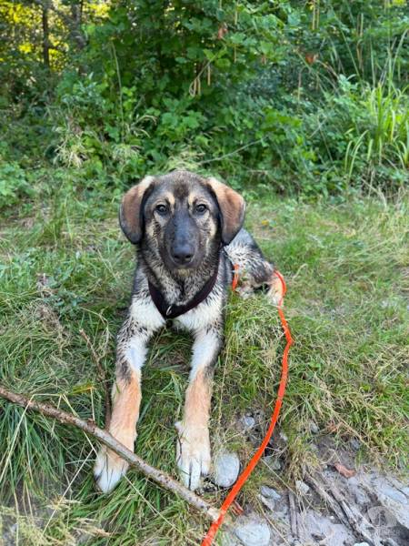 Hunde Schweiz