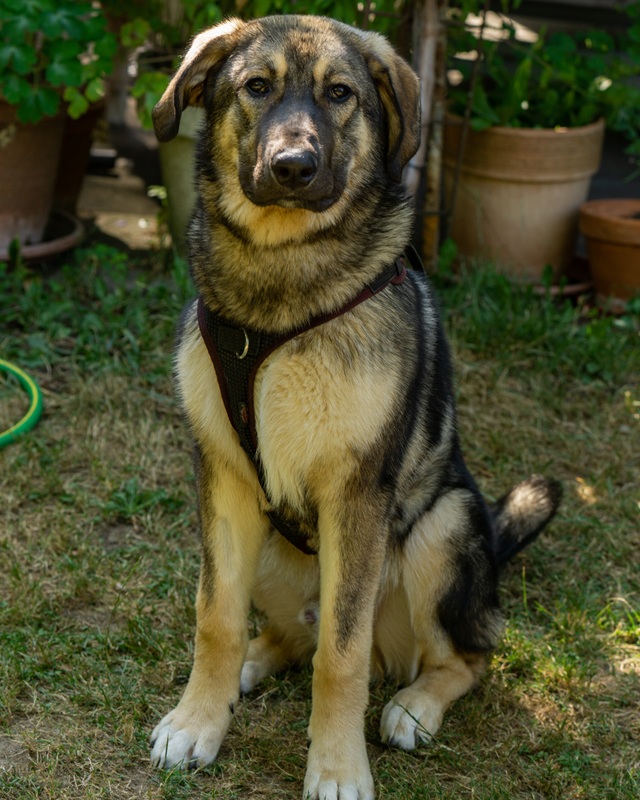 Oskar, Mischling – Hund zur Adoption im Kanton Bern