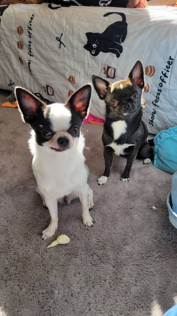 Oreo & Noxx, Chihuahua – Hund zur Adoption im Kanton Bern