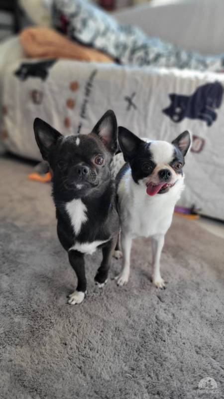 Oreo & Noxx – das Yin-und-Yang-Duo