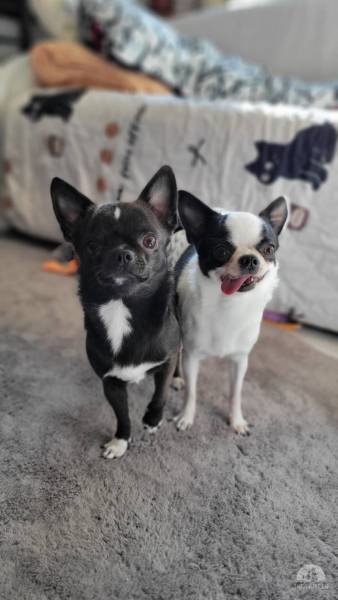 Hunde Schweiz