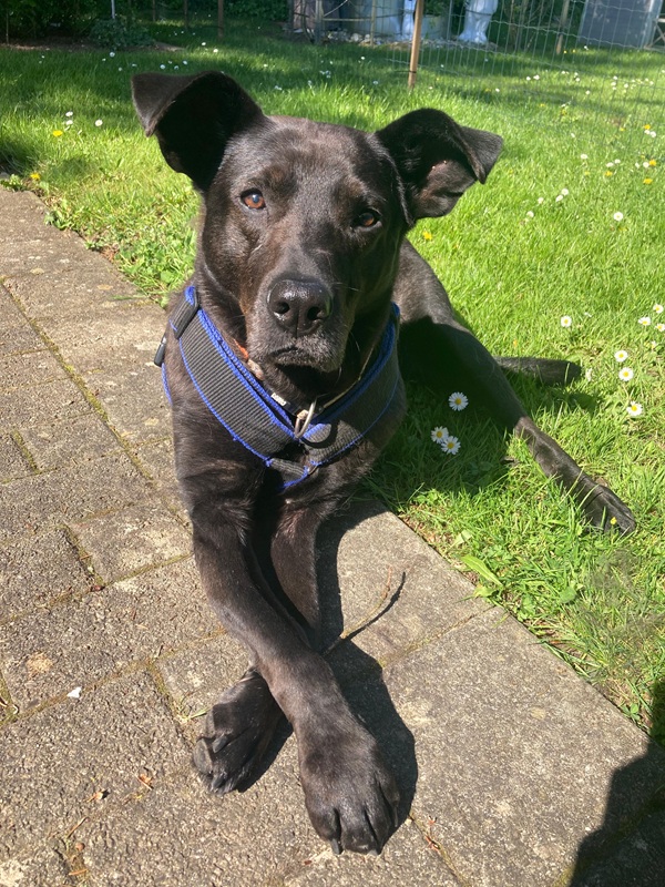 Mogli, Mischling – Hund zur Adoption im Kanton Bern