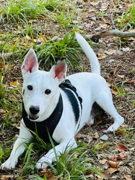 Hunde Schweiz