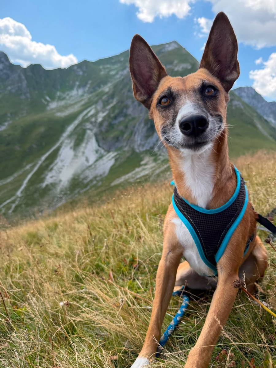 Joy, Mischling – Hund zur Adoption im Kanton Bern