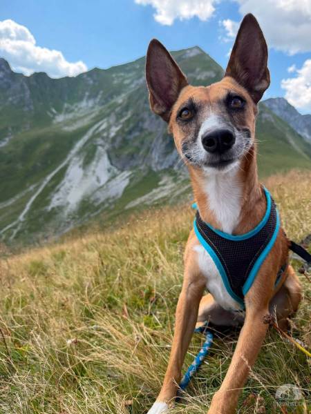 Hunde Schweiz