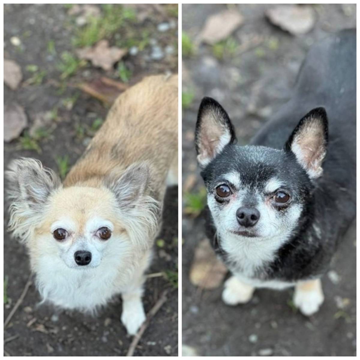 Fibi und Max, Chihuahua – Hund zur Adoption im Kanton Bern