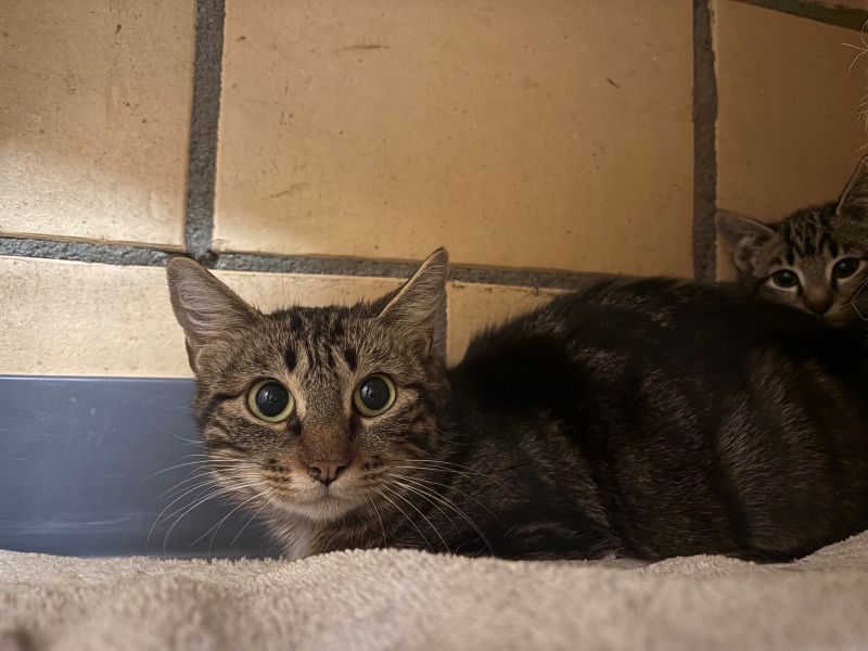 Juno, Europäische Hauskatze – Katze zur Adoption in Volketswil (ZH)