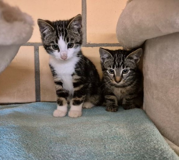 Bon & Jovi, Europäische Hauskatze – Katze zur Adoption in Volketswil (ZH)