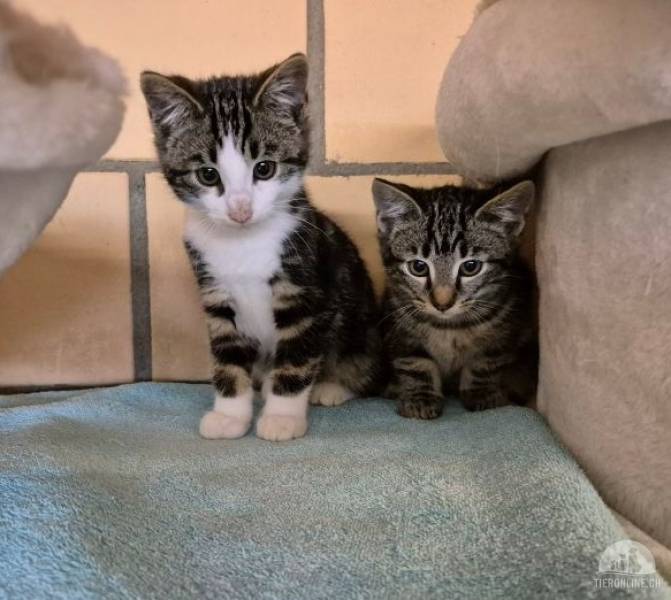 Katzen Schweiz