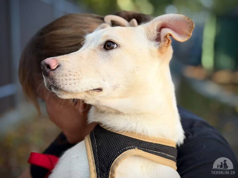 Hunde Ausland