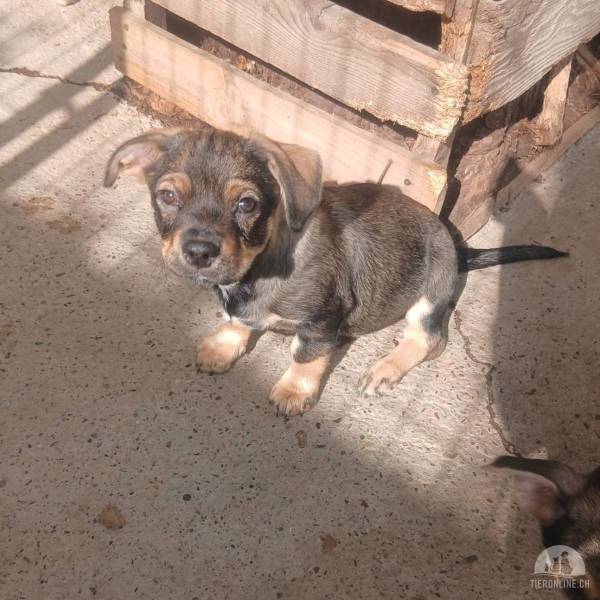 Hunde Ausland