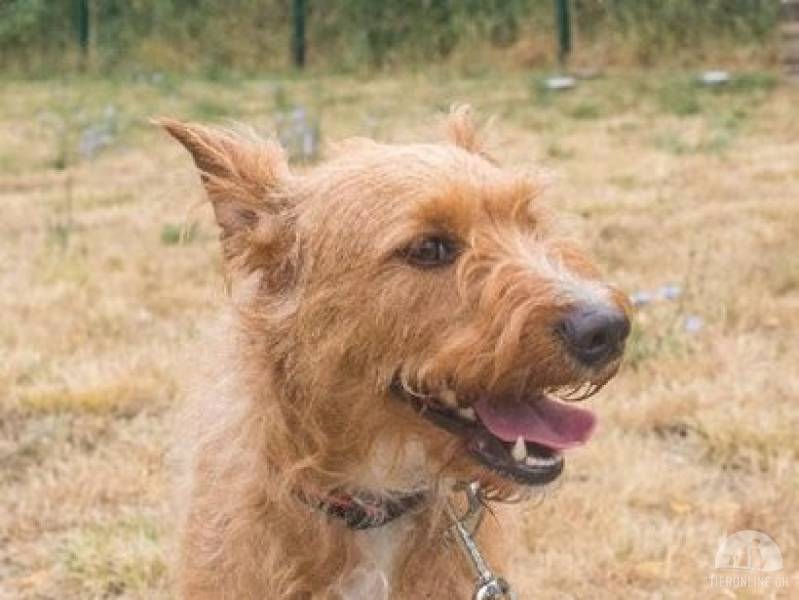 Hunde Ausland