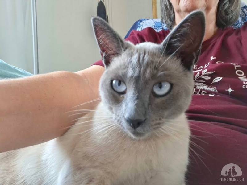 Katzen Ausland