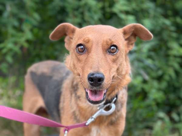 Haya-5, Mix – Hund zur Adoption im Kanton Zürich