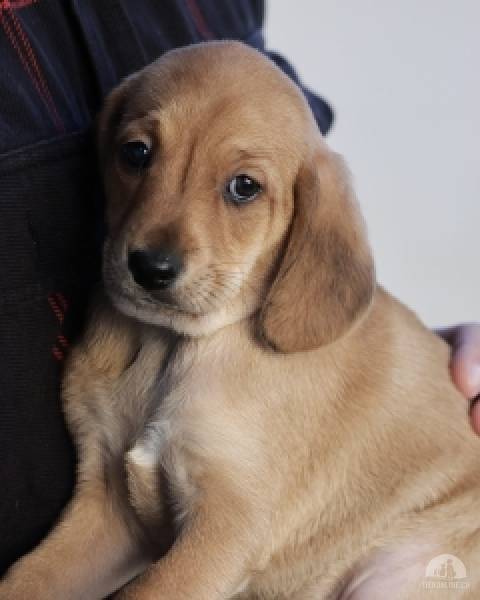 Hunde Ausland