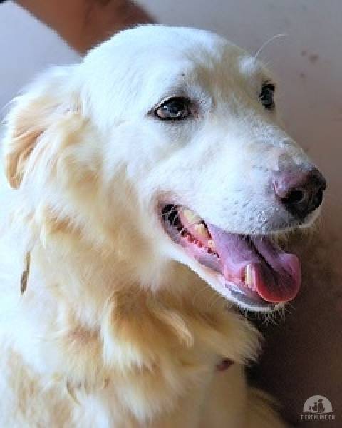 Hunde Ausland