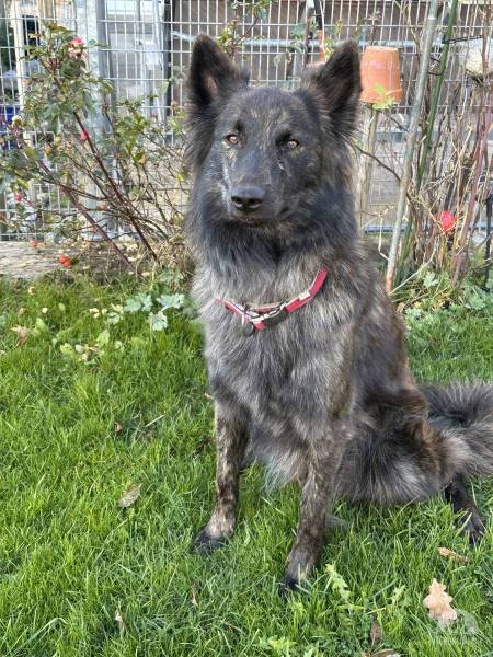 Holländischer Schäferhund